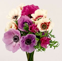 ３月１０日の誕生花は アネモネ 366日 誕生花の辞典 誕生日の花言葉の図鑑