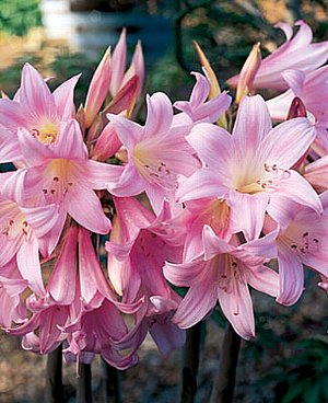 １２月３日の誕生花は ベラドンナ リリー 366日 誕生花の辞典 誕生日の花言葉の図鑑