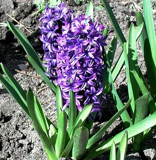 １２月１２日の誕生花は 紫色のヒアシンス 366日 誕生花の辞典 誕生日の花言葉の図鑑