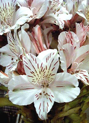 １１月１９日の誕生花は 白いアルストロメリア 366日 誕生花の辞典 誕生日の花言葉の図鑑