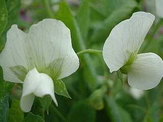 ２月１０日の誕生花は エンドウ 366日 誕生花の辞典 誕生日の花言葉の図鑑