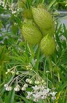 フウセントウワタの実