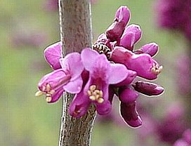 ３月１６日の誕生花は ハナズオウ 366日 誕生花の辞典 誕生日の花言葉の図鑑