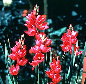 ５月１６日の誕生花は イキシア 366日 誕生花の辞典 誕生日の花言葉の図鑑