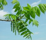 クルミ雄花