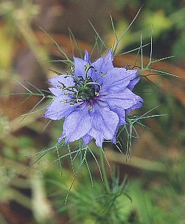 ３月３１日の誕生花は クロタネソウ 366日 誕生花の辞典 誕生日の花言葉の図鑑