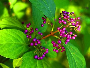 花 誕生 日 10 18 月