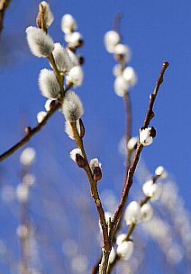 ２月５日の誕生花は ネコヤナギ 366日 誕生花の辞典 誕生日の花言葉の図鑑