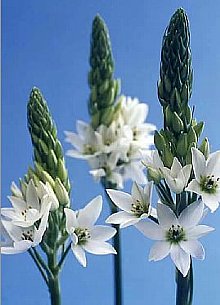 ２月２７日の誕生花は オーニソガラム 366日 誕生花の辞典 誕生日の花言葉の図鑑