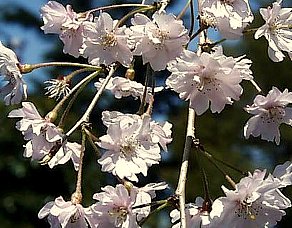 ３月１９日の誕生花は シダレザクラ 366日 誕生花の辞典 誕生日の花言葉の図鑑