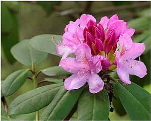 ５月６日の誕生花は シャクナゲ 366日 誕生花の辞典 誕生日の花言葉の図鑑
