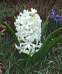 １月２６日の誕生花は「白いヒアシンス」：366日・誕生花の辞典：誕生 ...