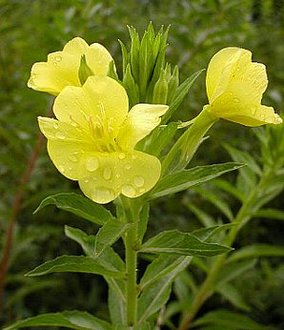 ６月２１日の誕生花は「マツヨイグサ」