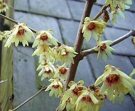 366日 誕生花の辞典 花の名前 ら行 誕生花の図鑑