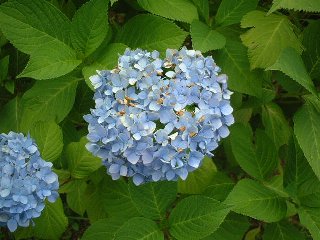 ７月１日の誕生花 アジサイ 366日 誕生花の辞典 誕生日の花言葉の図鑑