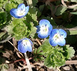 2 月 11 日 は 何 の 日