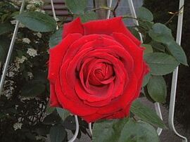 １２月２５日の誕生花「赤いバラ」