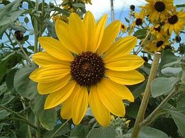 366日 誕生花の辞典 ８月の誕生花 誕生花の図鑑