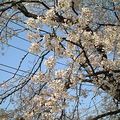 ３月２８日の誕生花は「ソメイヨシノ」