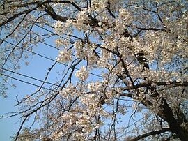 ３月２８日の誕生花は「ソメイヨシノ」