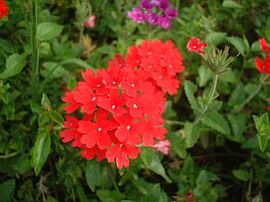 ６月２４日の誕生花は「赤いバーベナ」