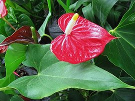 366日 誕生花の辞典 花の名前 あ行 誕生花の図鑑
