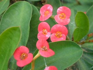 １１月９日の誕生花は「ハナキリン」