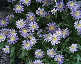 366日 誕生花の辞典 ４月の誕生花 誕生花の図鑑
