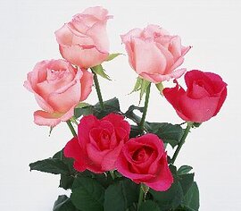 ６月１７日の誕生花は「ピンクのバラ」