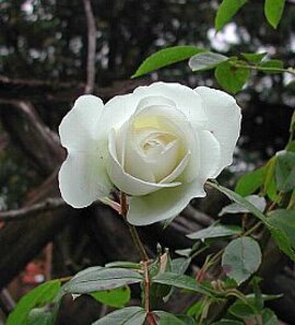 １月１９日の誕生花「白いバラ」