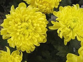 366日 誕生花の辞典 11月の誕生花 誕生花の図鑑