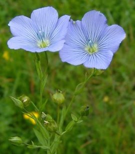 366日 誕生花の辞典 ６月の誕生花 誕生花の図鑑