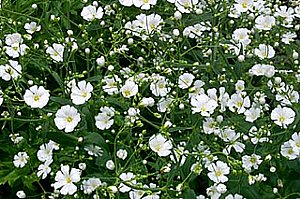 ４月１日の誕生花は「カスミソウ」