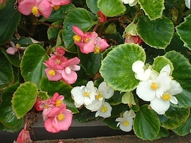 １１月２９日の誕生花は「白いベゴニア」
