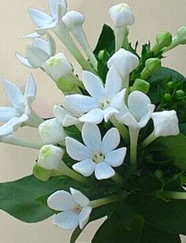 １２月２６日の誕生花「白いブバルディア」