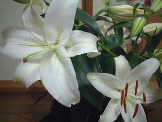 １１月６日の誕生花「カサブランカ」