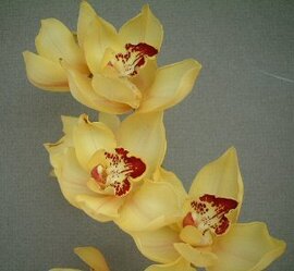 １月２２日の誕生花は「シンビジウム」