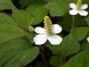 ５月１５日の誕生花は「ドクダミ」