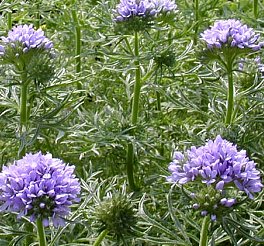 ２月２７日の誕生花は「ギリア」