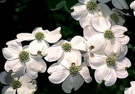 366日 誕生花の辞典 ４月の誕生花 誕生花の図鑑