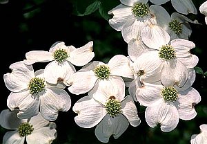 366日 誕生花の辞典 １年間の花ことば 花言葉 誕生日の花の図鑑