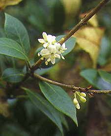 １２月８日の誕生花「ヒイラギ」
