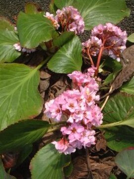 ３月２３日の誕生花は「ヒマラヤユキノシタ」
