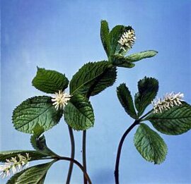 ２月４日の誕生花は「ヒトリシズカ」