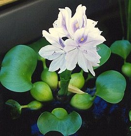 ７月１３日の誕生花は「ホテイアオイ」