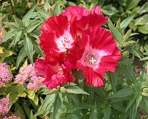 ６月４日の誕生花は イロマツヨイグサ 366日 誕生花の辞典 誕生日の花言葉の図鑑