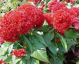 366日 誕生花の辞典 ８月の誕生花 誕生花の図鑑