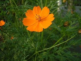 366日 誕生花の辞典 10月の誕生花 誕生花の図鑑