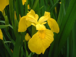 ４月１９日の誕生花は「キショウブ」