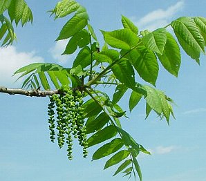 ５月１９日の誕生花は「クルミ」
